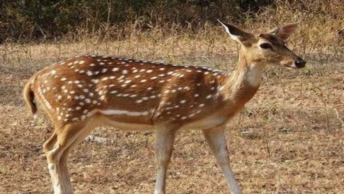 Dindori forests Hunters deer