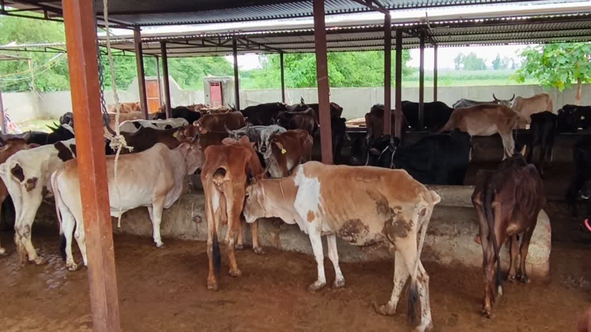 maharashtra govt declares-indigenous-cow-as-rajyamata-gaumata