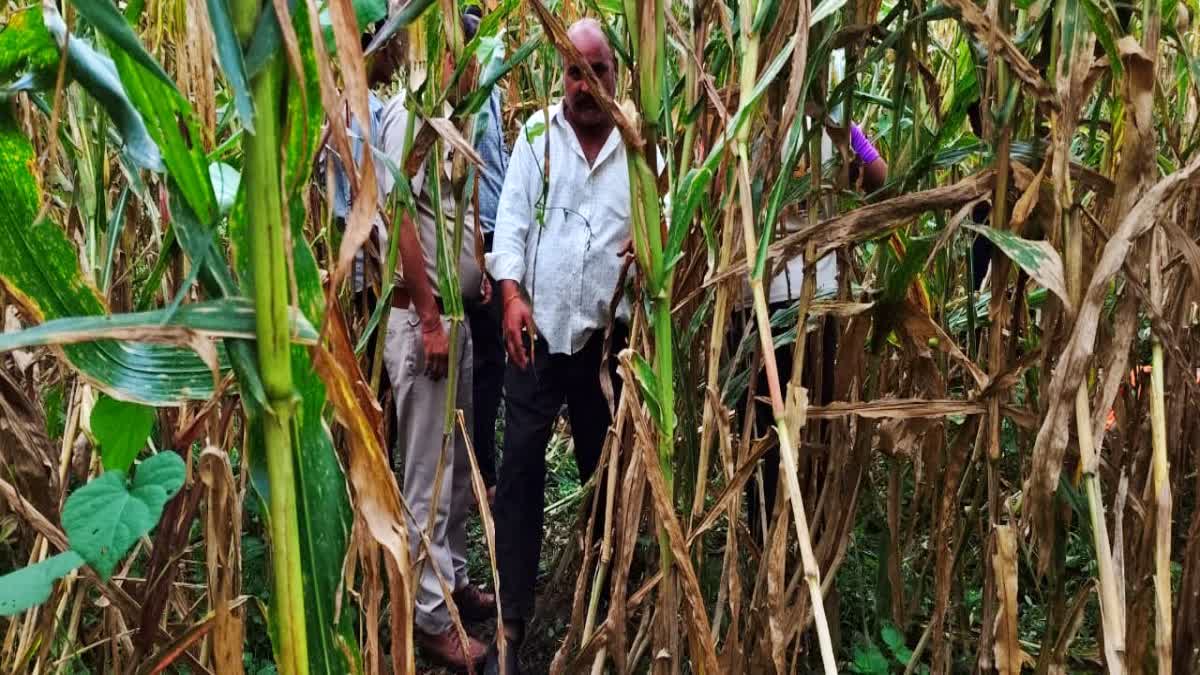 priest-killed-by-panther-attack