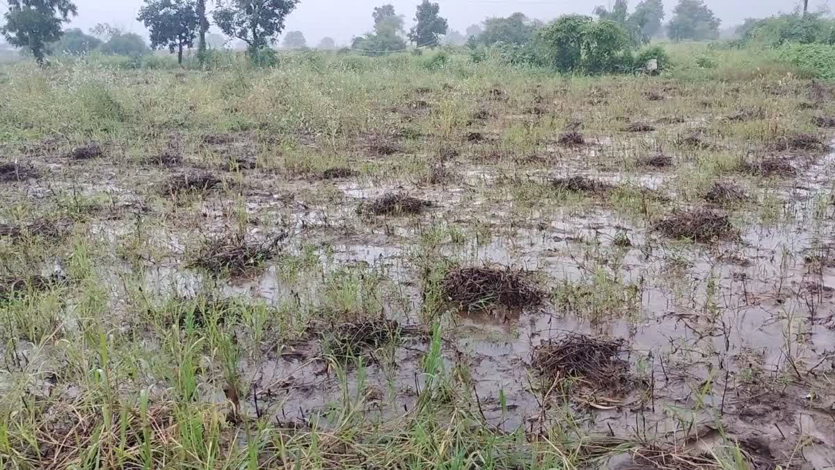 किसानों की फसलों पर इंद्रदेव का प्रहार, सोयाबीन की MSP छोड़ अब ये मांग ...