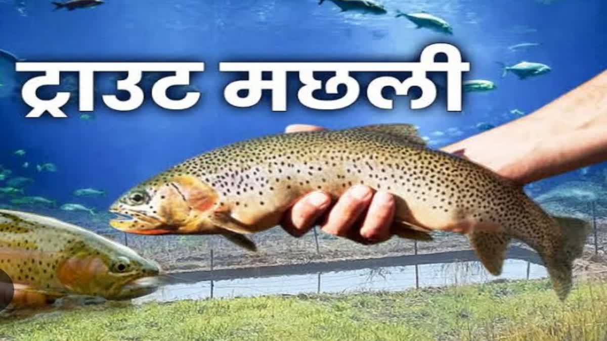 TROUT FISH BUSINESS IN HIMACHAL