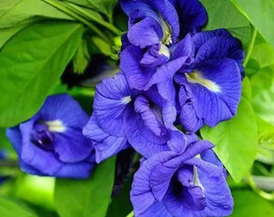 Aparajita Blue Flower