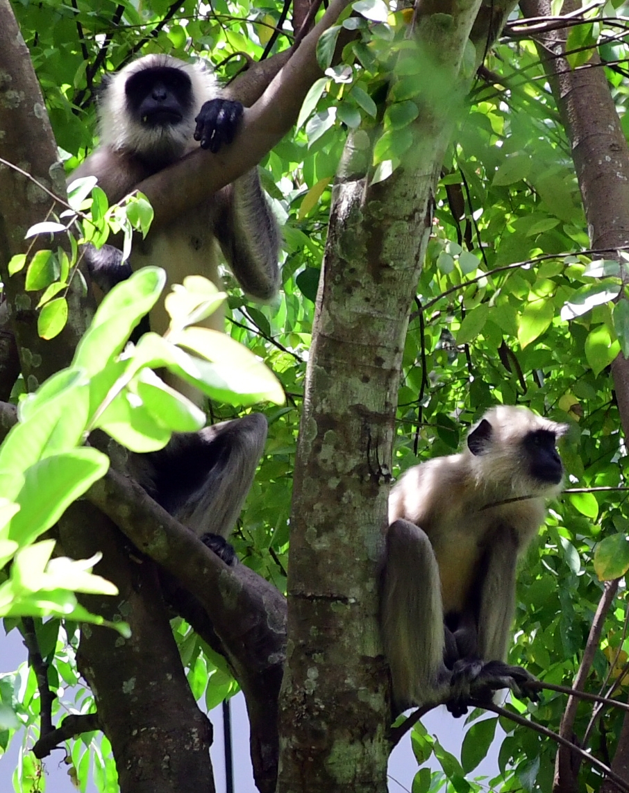 ഹനുമാന്‍ കുരങ്ങ്  തിരുവനന്തപുരം മൃഗശാല  WHAT IS HANUMAN LANGUR  HANUMAN MONKEY