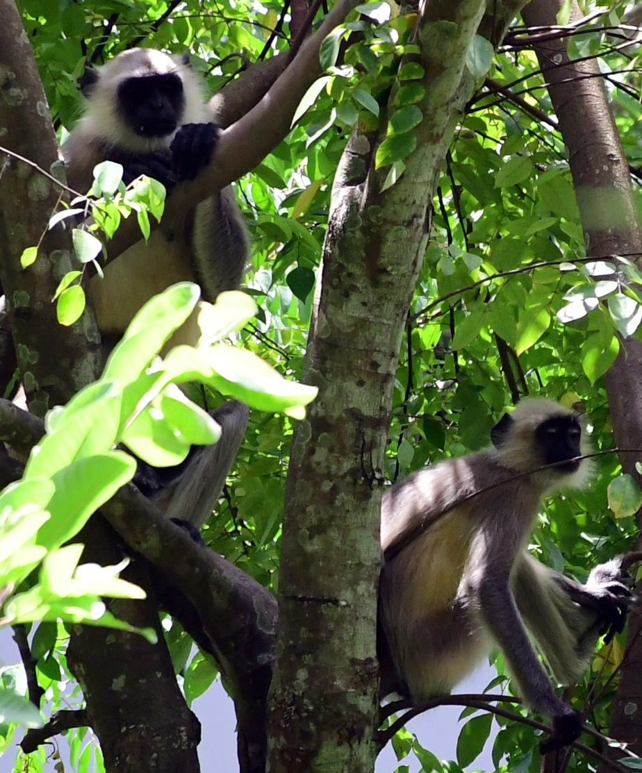 ഹനുമാന്‍ കുരങ്ങ്  തിരുവനന്തപുരം മൃഗശാല  WHAT IS HANUMAN LANGUR  HANUMAN MONKEY