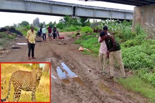 tiger_roaming_in_east_godavari_district