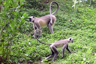 ഹനുമാന്‍ കുരങ്ങ്  തിരുവനന്തപുരം മൃഗശാല  WHAT IS HANUMAN LANGUR  HANUMAN MONKEY