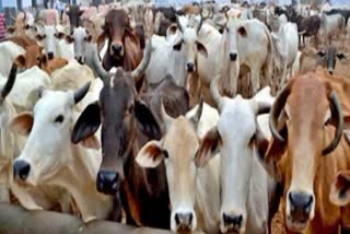 MAHARASHTRA GOVT COW SCHEME  COW AS RAJYA MATA IN MAHARASHTRA  പശുക്കള്‍ രാജ്യ മാതാ  മഹാരാഷ്‌ട്ര സര്‍ക്കാര്‍ പശു ക്ഷേമം