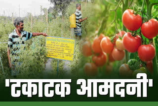 TOMATO CULTIVATION