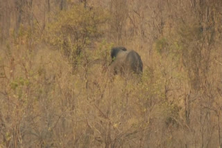 Zimbabwe Defends Elephant Cull To Ease Drought Driven Hunger