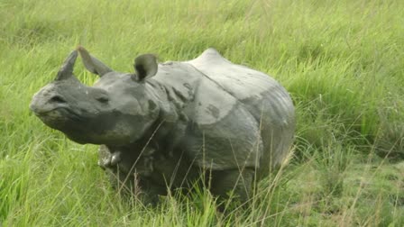 RHINO ATTACK