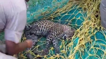 The tranquillized leopard during the rescue operation