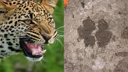 Leopards in Kolhapur