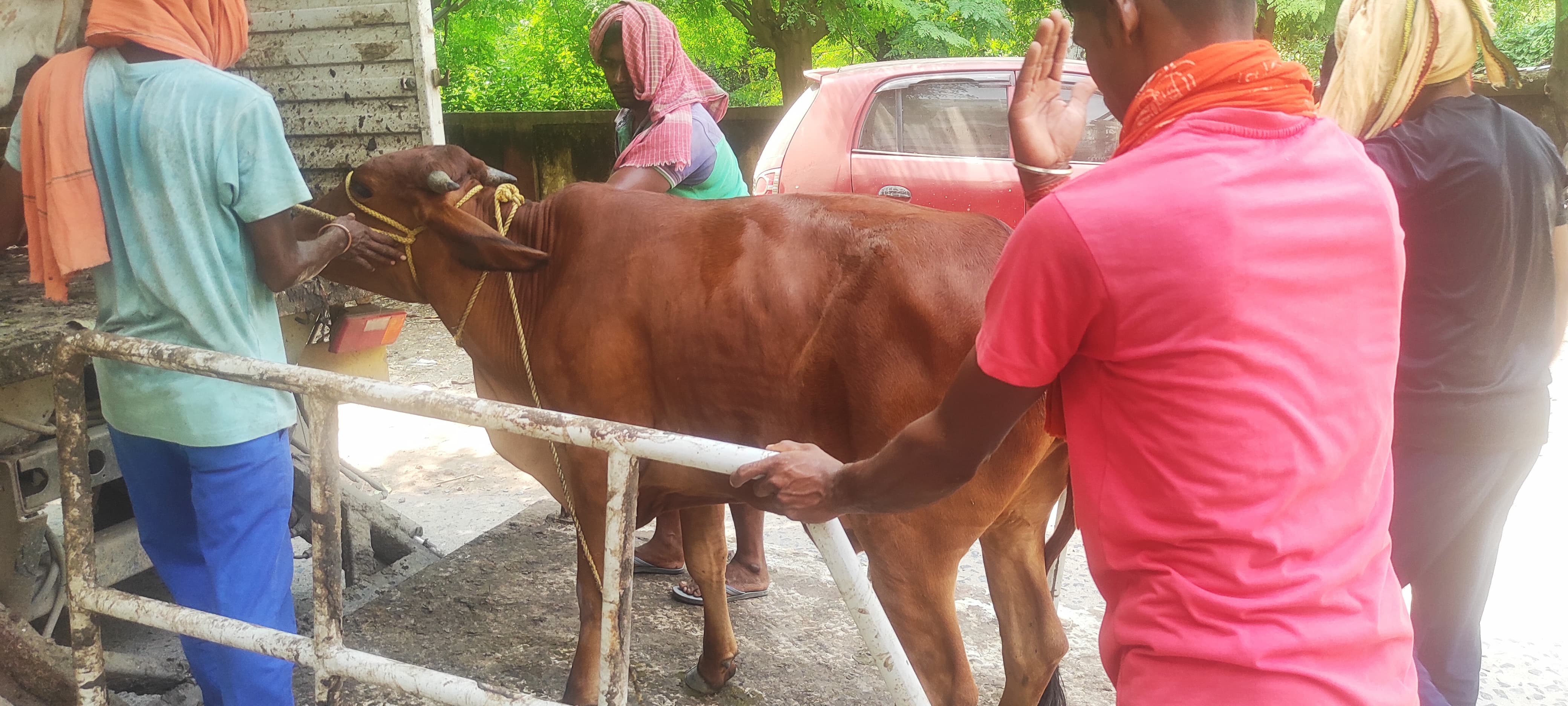 مسلمانوں کے لئے اب گائے پالنا بھی خطرہ سے خالی نہیں