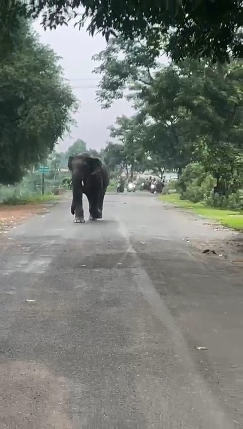 Elephants in Korba