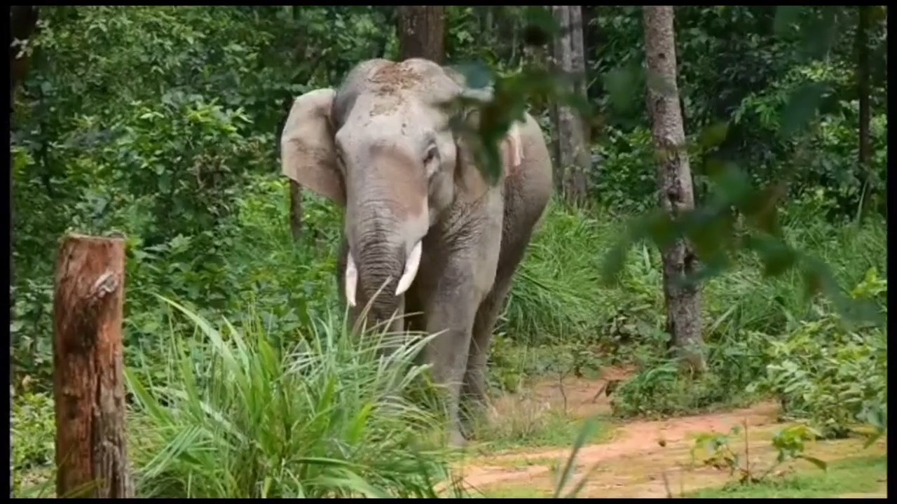 Elephants in Korba