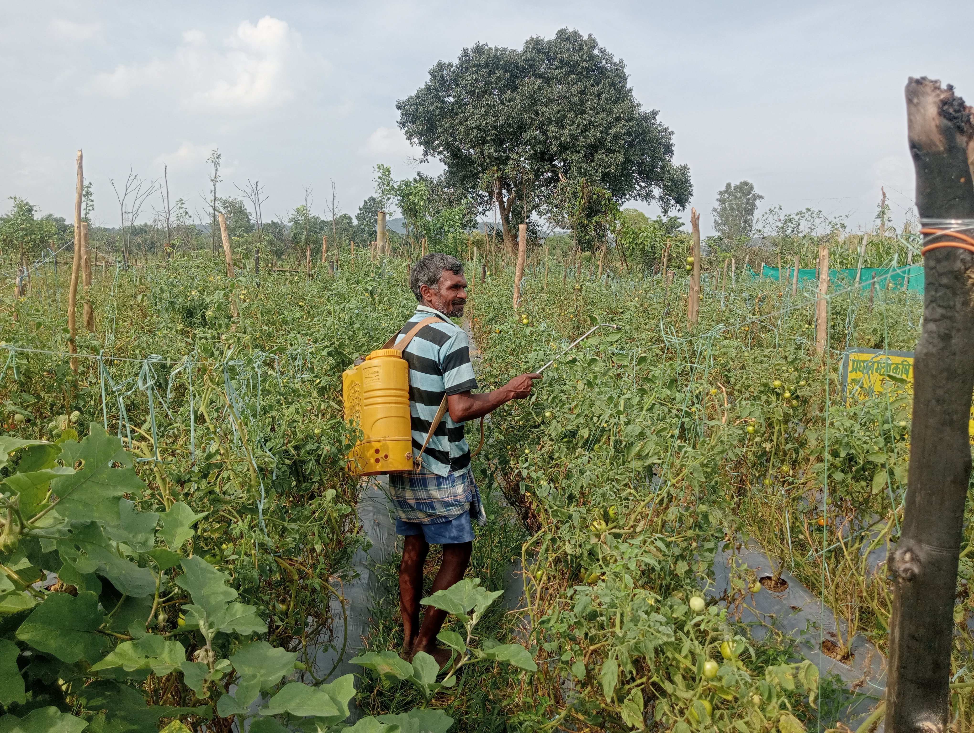 TOMATO CULTIVATION