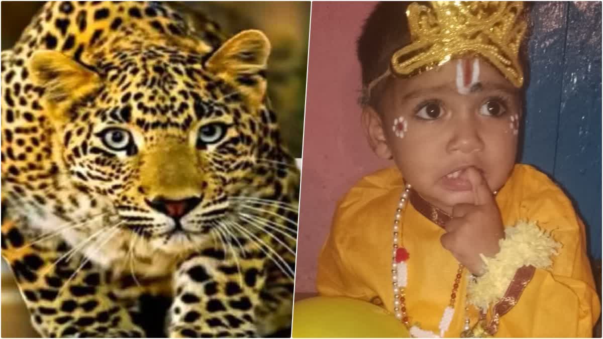 Child Died Due to Leopard Attack