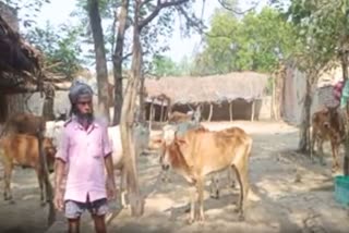 Man Turned House Into Cow Shed