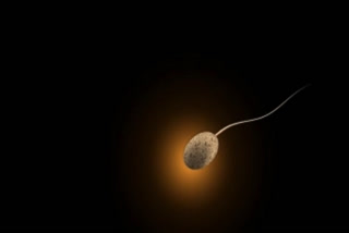 Study finds protein linked to cause of male infertility