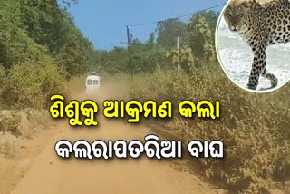 tiger attack in nuapada