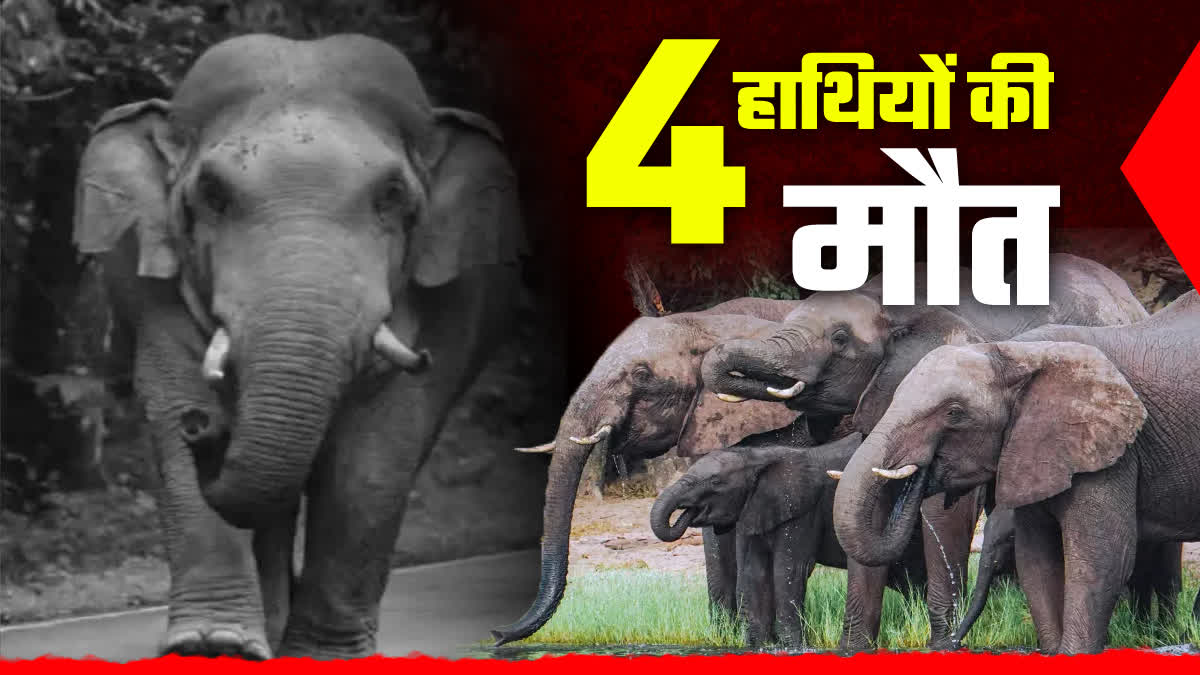 UMARIA 4 WILD ELEPHANTS DIED