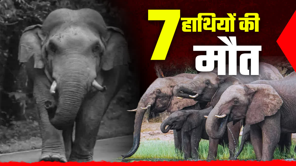 UMARIA 7 WILD ELEPHANTS DIED