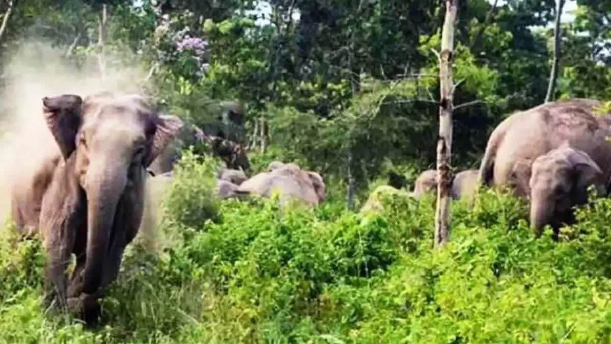 ELEPHANT MOVEMENT SANJAY TIGER RESERVE