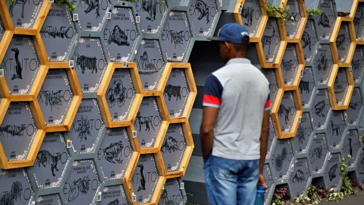 A man looks at an exhibition of extinct species at the Green Zone of the COP16 summit in Cali, Colombia, on October 28, 2024.