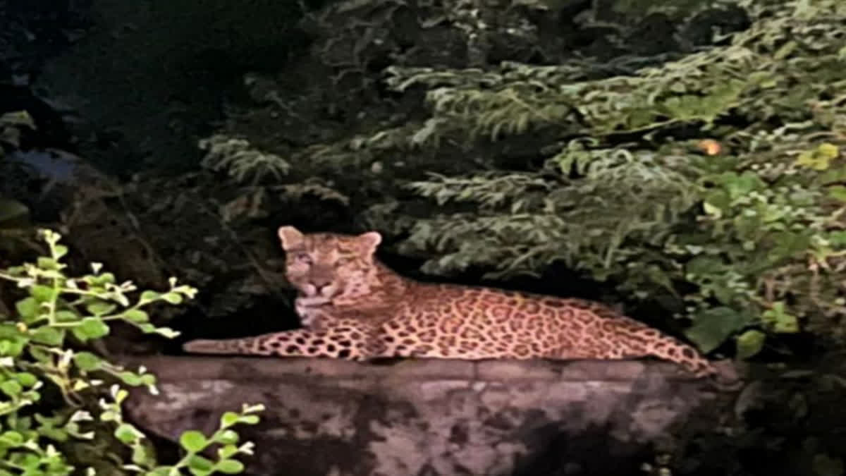 Leopard  seen in khinvsar