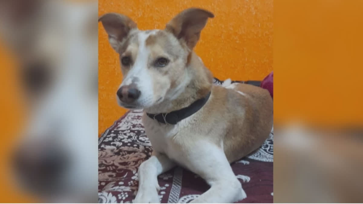 WATCH: Official Offers Rs 2,000 Reward For Missing Pet Dog In UP's ...