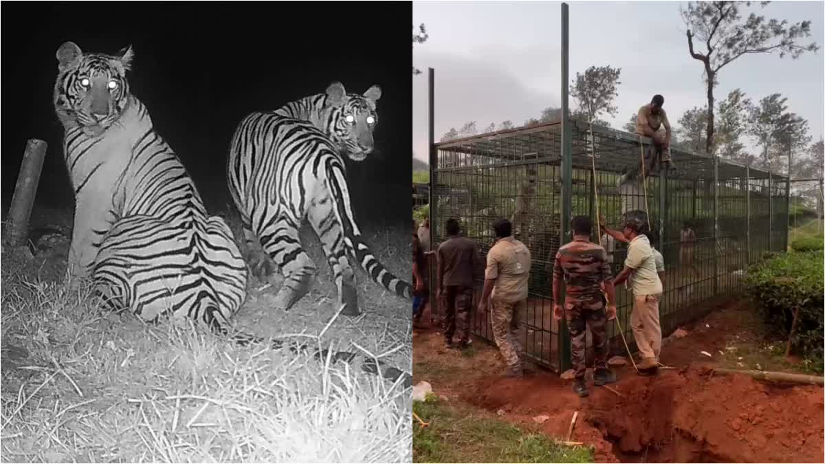 ആനപ്പാറയിൽ കടുവ  BROUGHT CAGE FROM KARNATAKA  ANAPARA WAYANAD  FOREST DEPARTMENT