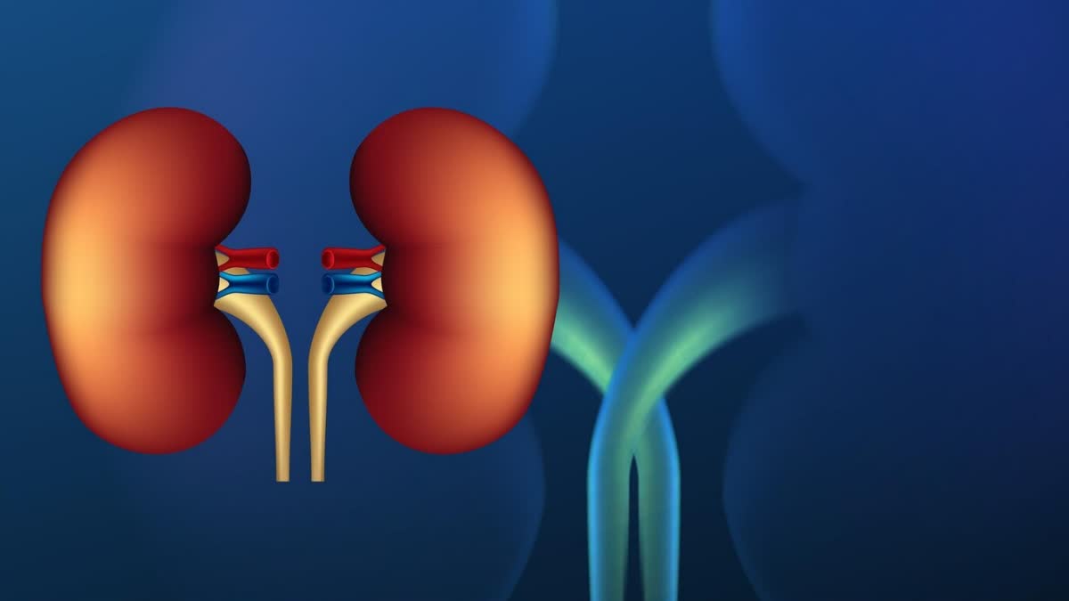 Learn what to eat if you have kidney stones