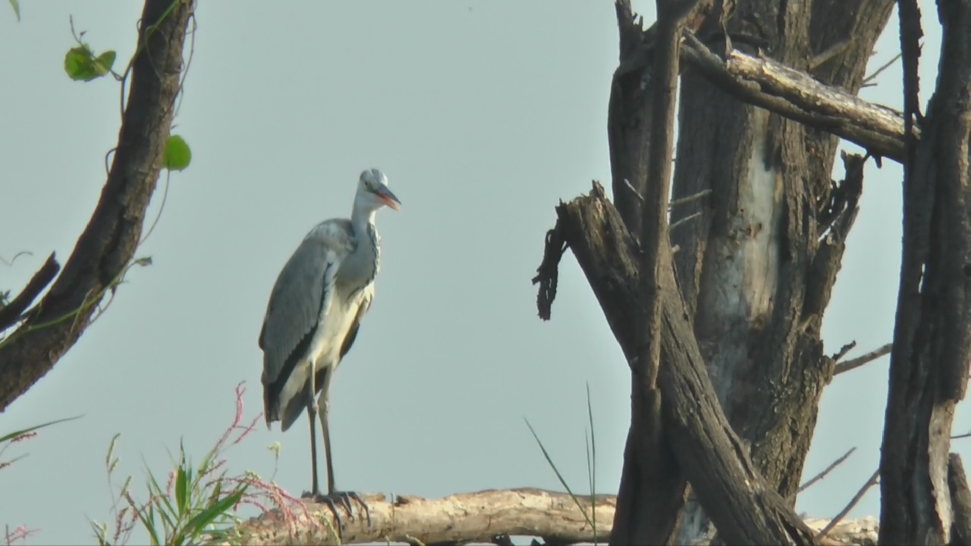 வெள்ளோடு பறவைகள் சரணாலயம்