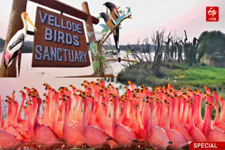 Vellode Bird Sanctuary