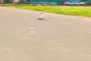 FIGHT BETWEEN SNAKE AND MONGOOSE