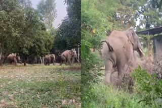 ELEPHANT TERROR IN SIRMAUR