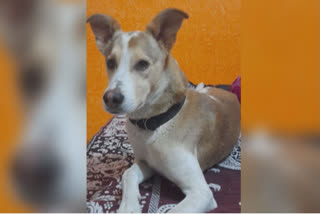 Municipal Corporation Official In UP's Sambhal Offers Rs 2,000 Reward For Missing Pet Dog