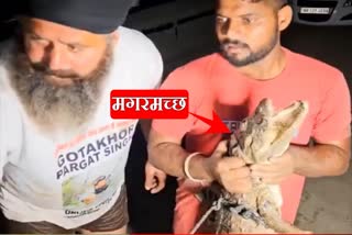 Kurukshetra Diver caught a dangerous crocodile with his hands you will be shocked after watching the video