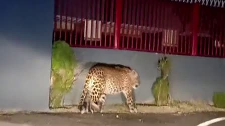 Leopard terror in Pauri