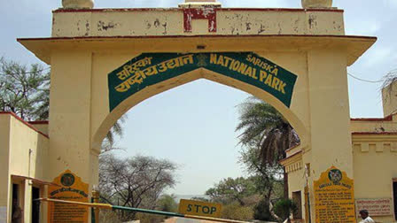 Naming of Cubs of Tigress ST 14