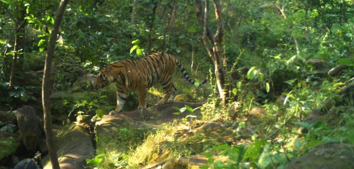 Tiger terror in Baikunthpur