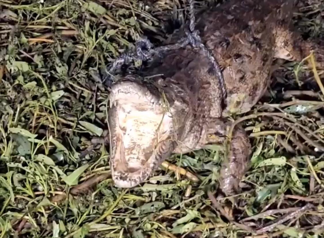 Diver caught a dangerous crocodile with his hands you will be shocked after watching the video