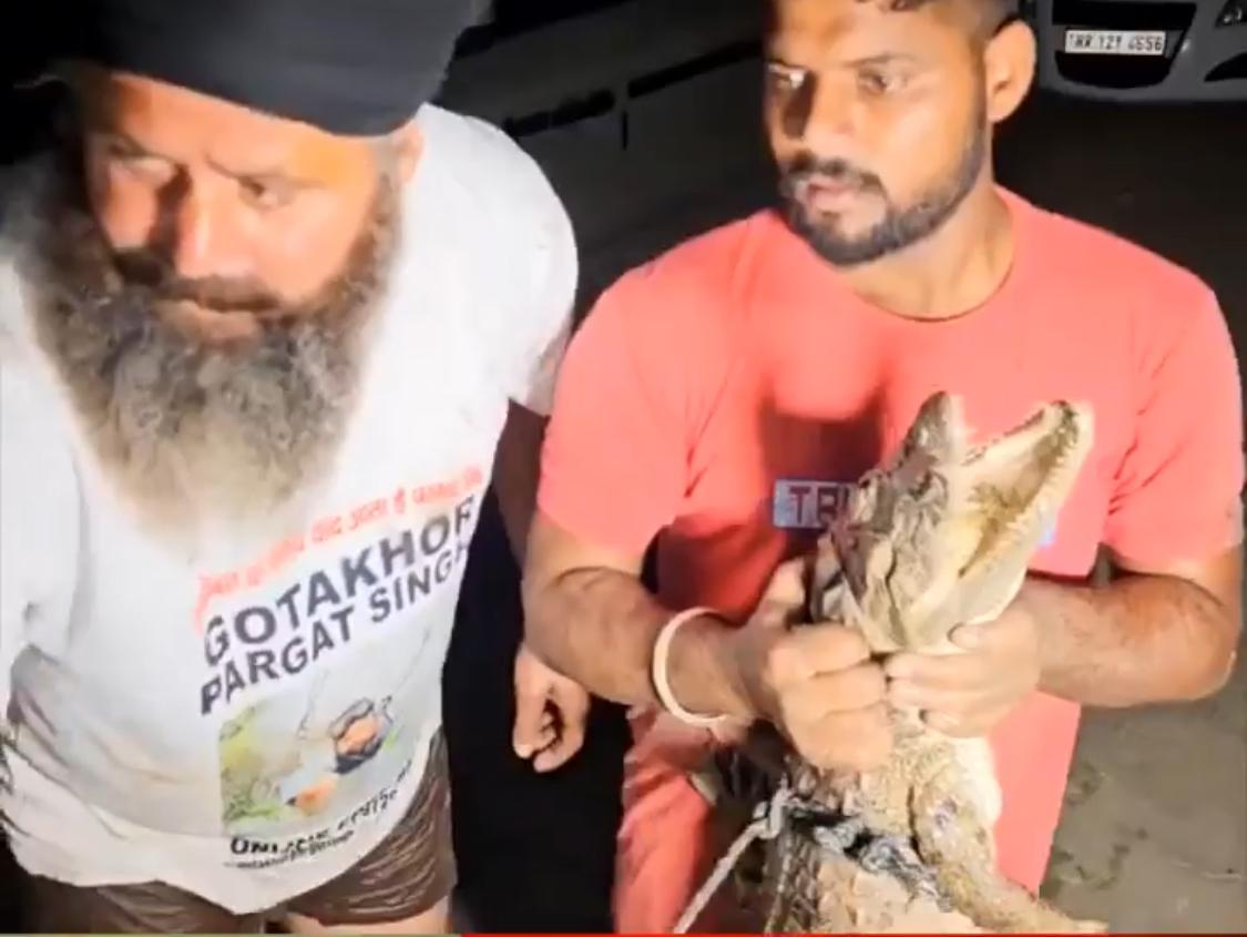 Diver caught a dangerous crocodile with his hands you will be shocked after watching the video