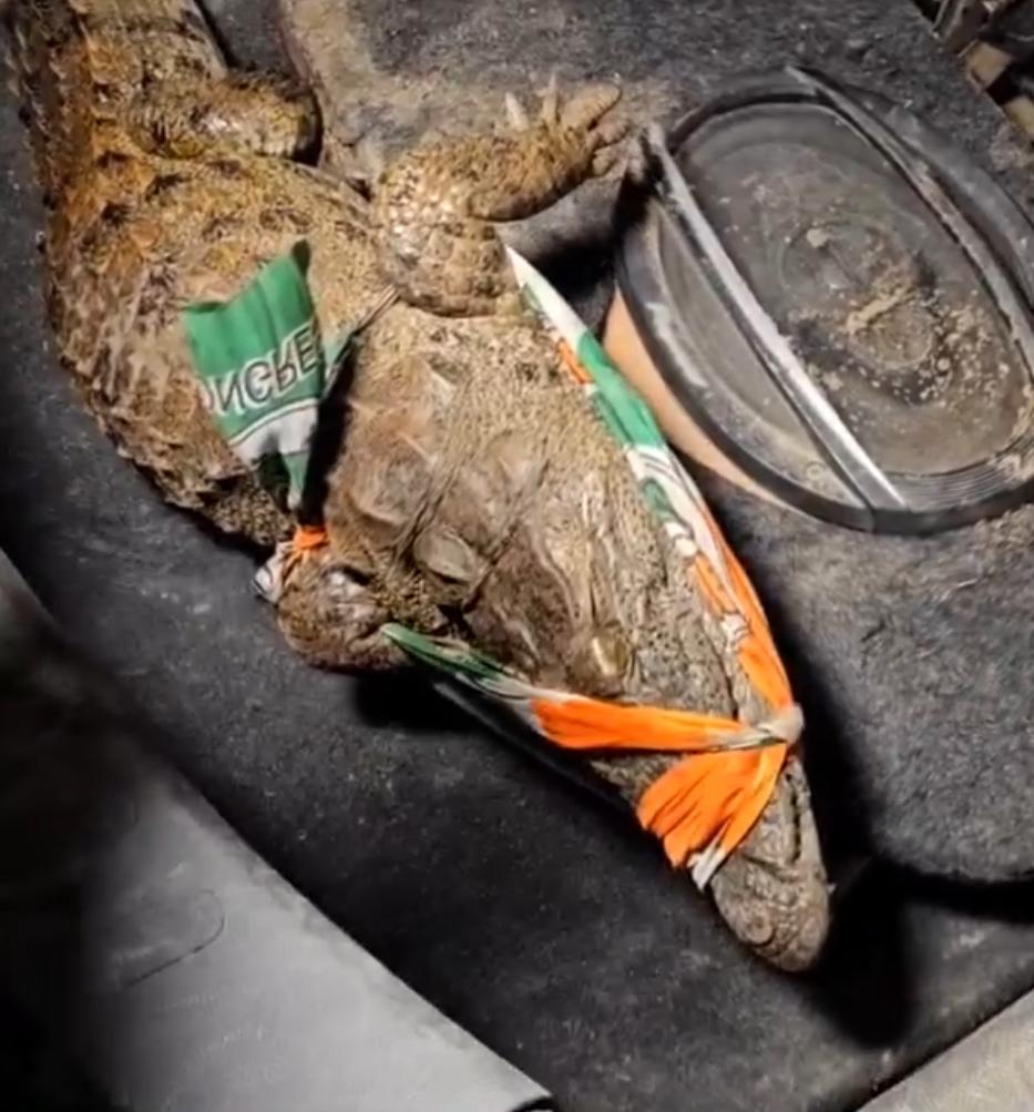 Diver caught a dangerous crocodile with his hands you will be shocked after watching the video