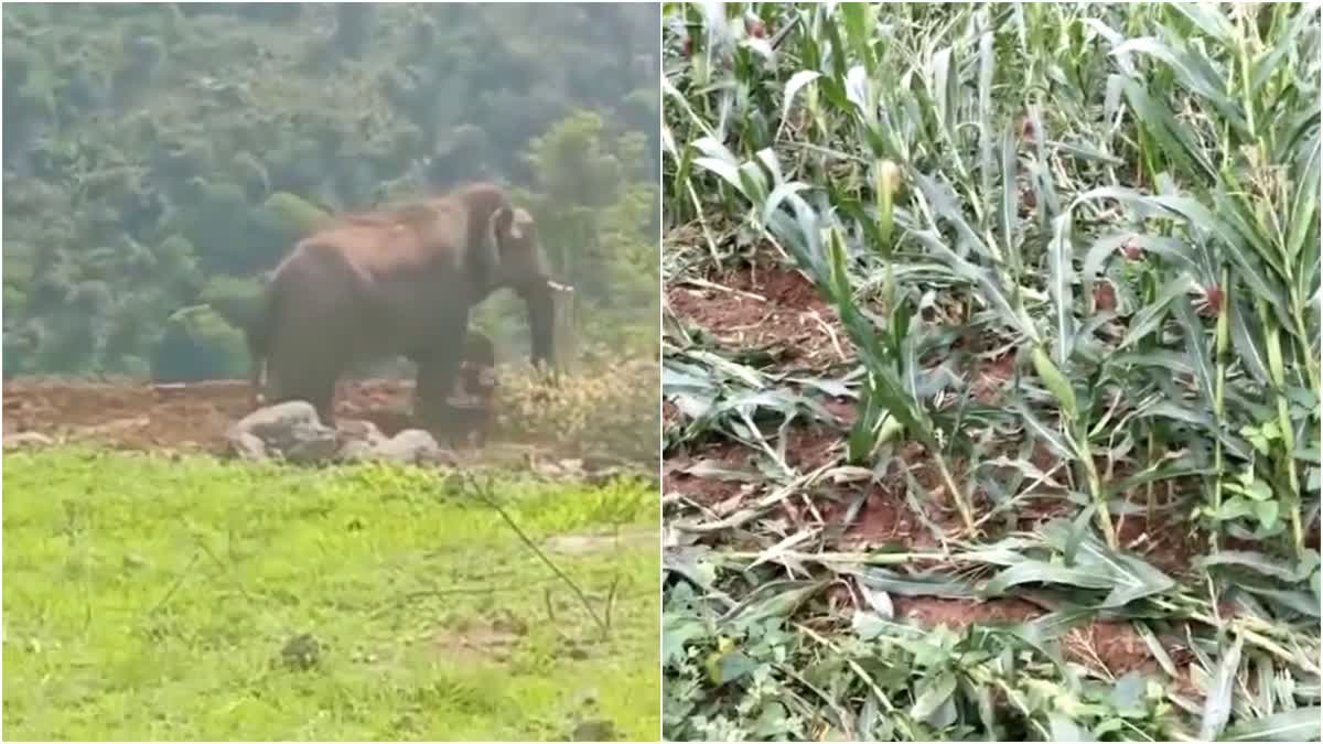 Elephants destroy Corn