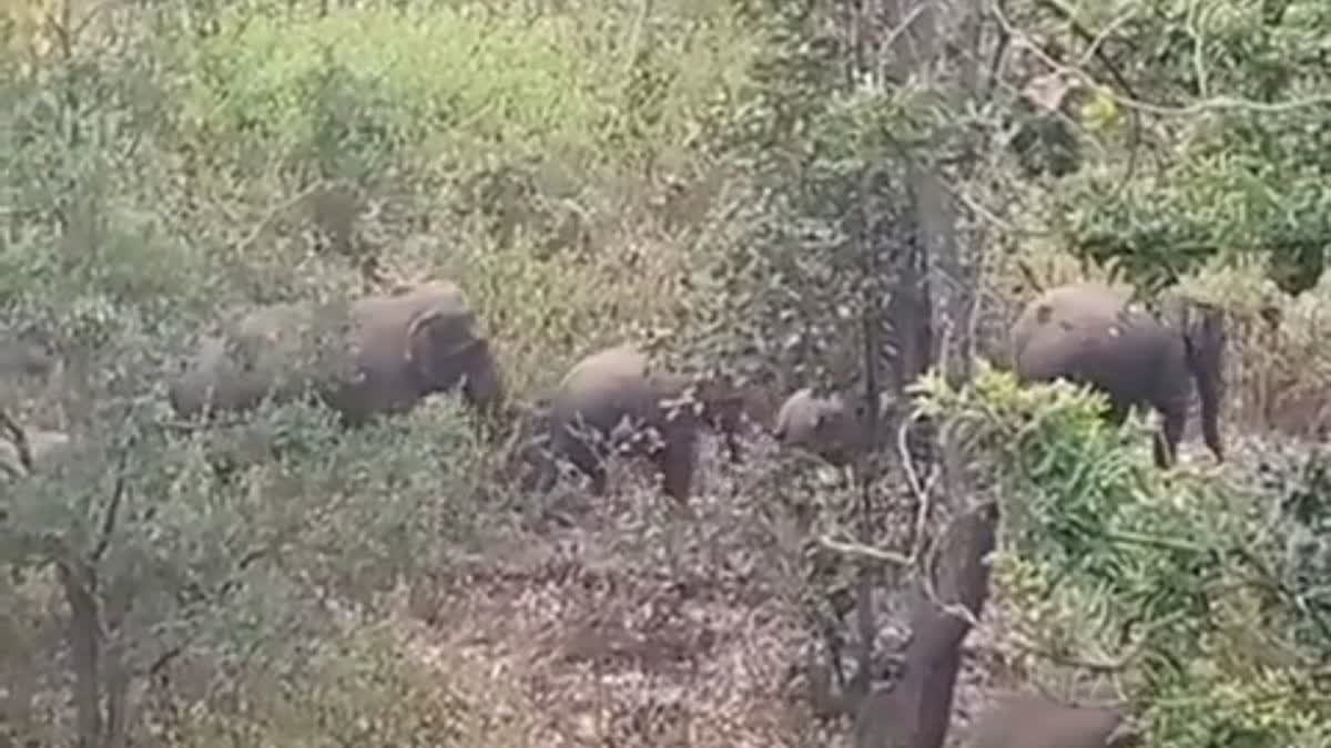 Jharkhand Elephant group in Balrampur