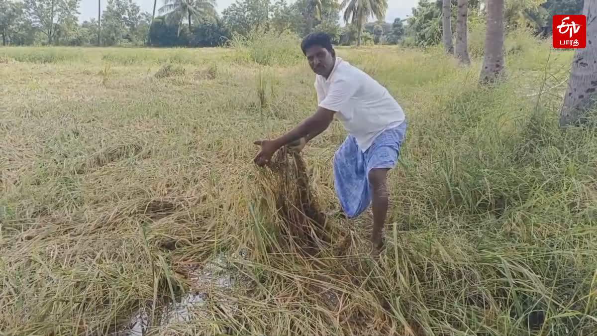 due-to-continuous-rain-paddy-crop-damage-at-ranipet