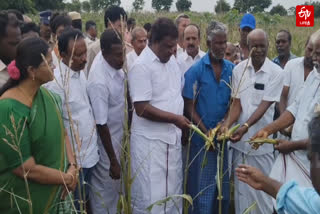 பாதிக்கப்பட்டுள்ள மக்காச்சோளப் பயிர்களை நேரில் பார்வையிட்டார்