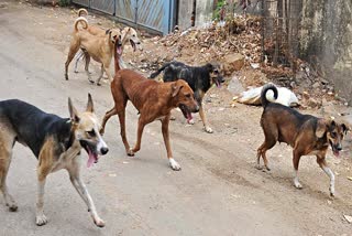 Street dogs menace in Tiruppur