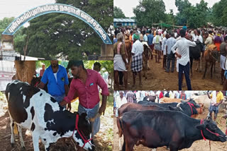 Punjai Puliampatti Livestock Market